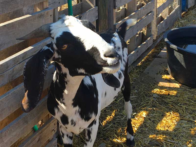 DeMille's Farm Market Petting Zoo Goat