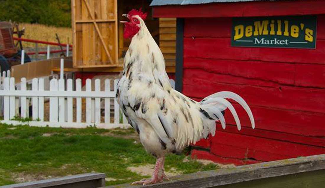DeMille's Rooster