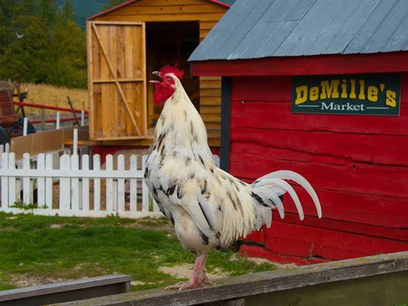 DeMille's Farm Market Rooster
